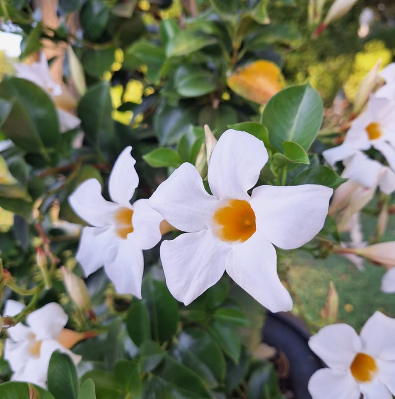 two exotic Chilean Jasmine flowerswith yellow middle
