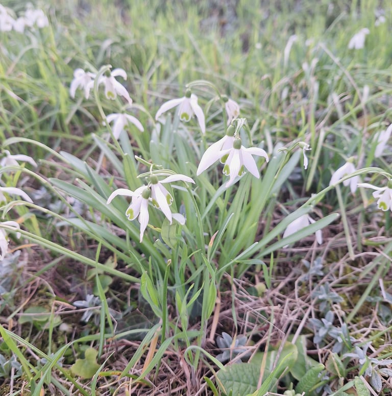 white winter flowers named Snowdrops