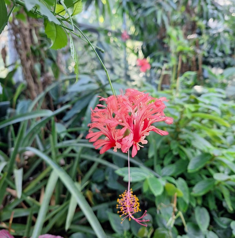 a single red flowering Coral Hibiscus