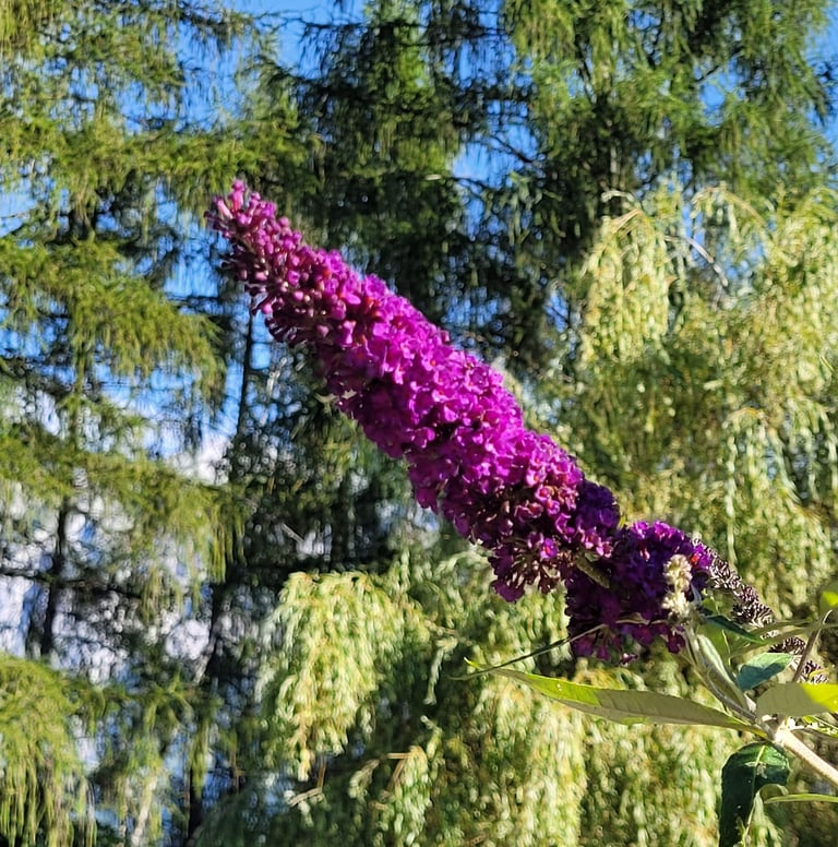 a purple Butterfly Bush flower in a trees in the background