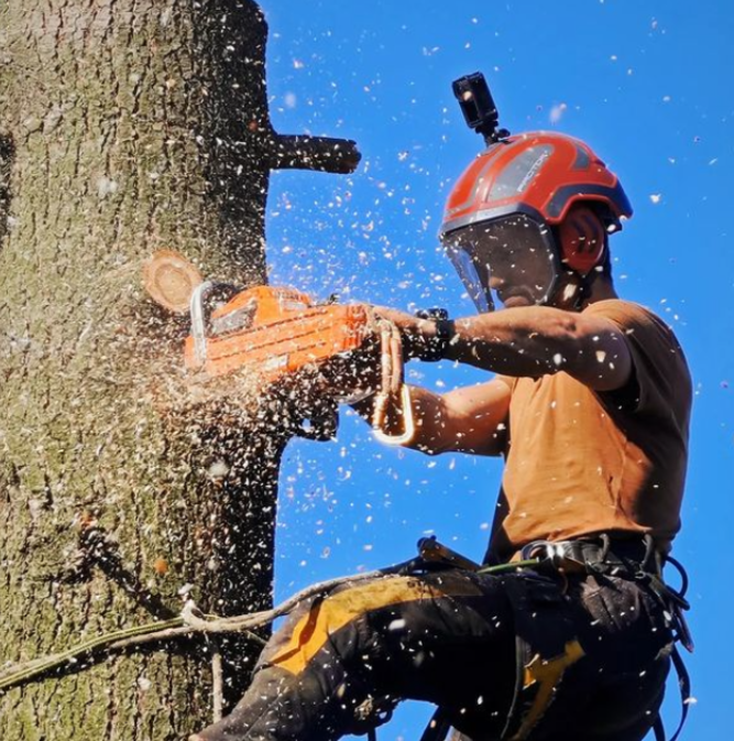 élagueur en plein action d'élagage d'un arbre