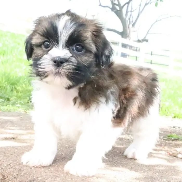 Shih Tzu breeders near me
