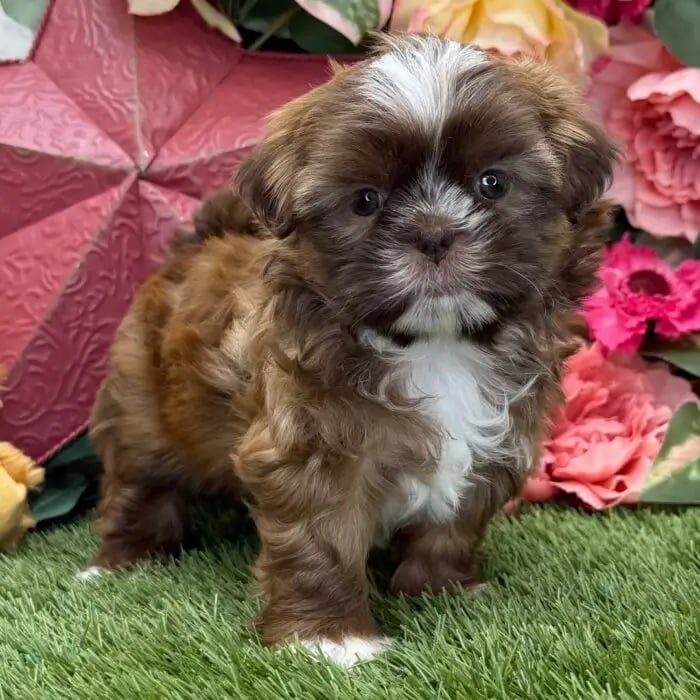 Buy Shih Tzu puppy