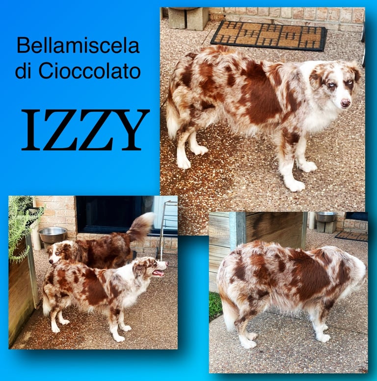 Tri Chocolate Merle Pure Bred Border Collie 