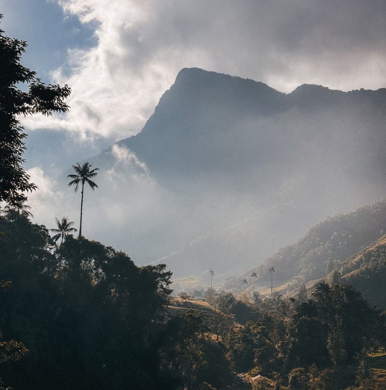 Cocora Vally in the morning, Salento in Colombia