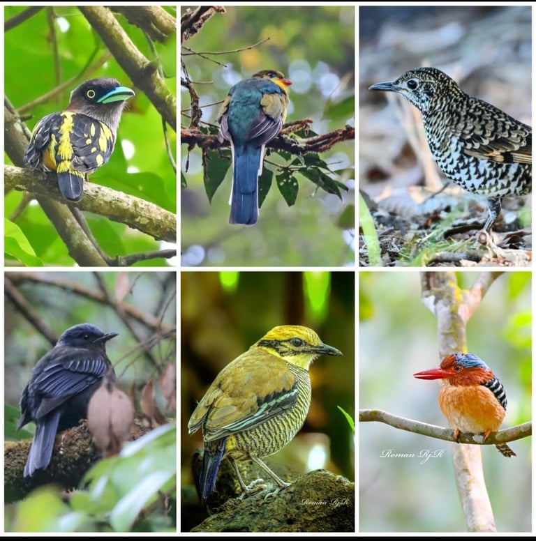 West Java Birding tour 11D / 10N