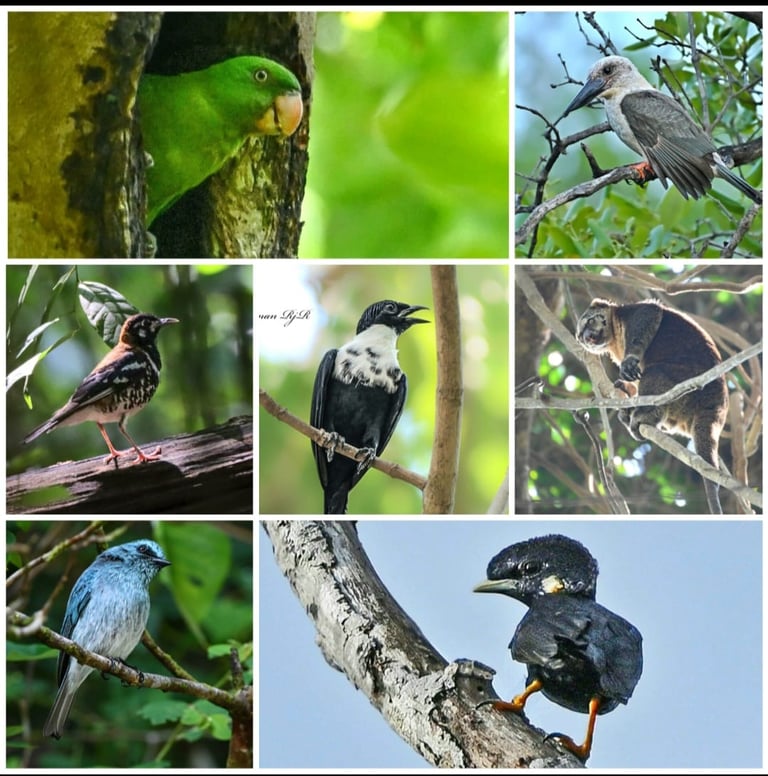 Tangkoko Birding tour 5d/4n