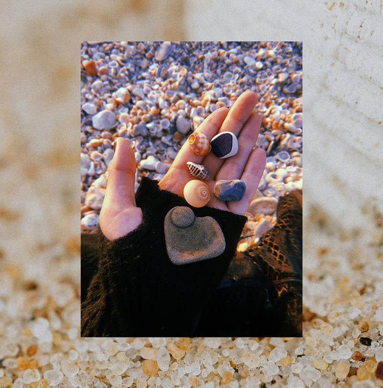 a hand full of beautiful seashells to be explored