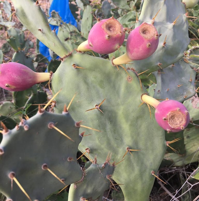 Cactus avec fruits Raquette de cactus Opuntia ficus-indica portant des fruits de couleur magenta/ros