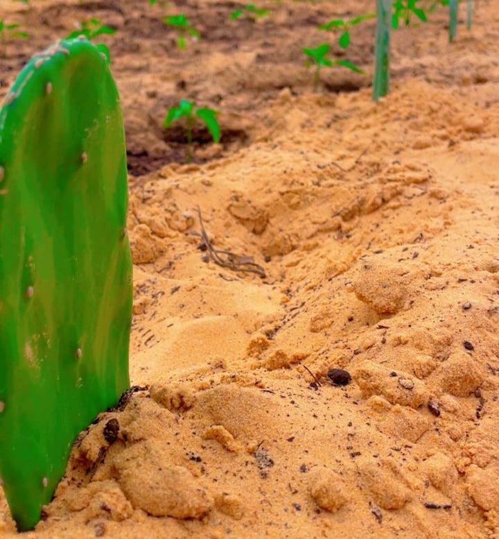 Cactus en sol aride Plantation de cactus Opuntia démontrant sa résilience dans un sol aride et sec