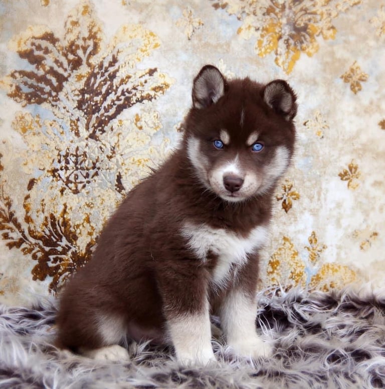 Kupferfarbener Huskywelpe sitzt auf dem Fell.