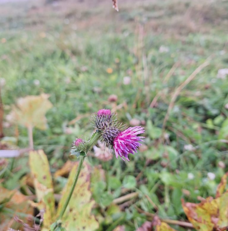a Alpine Tistle booming in a Alpine meadow