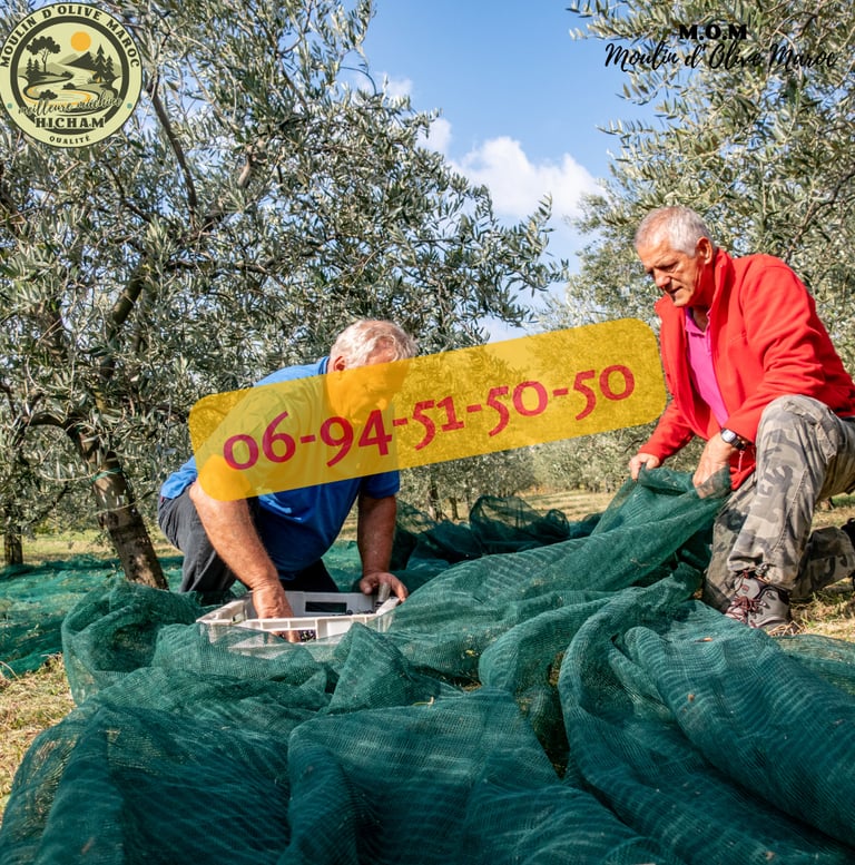 presse huile d'olive maroc