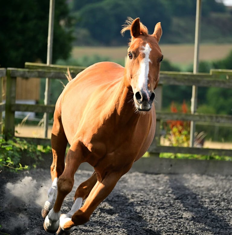Galloping Horse