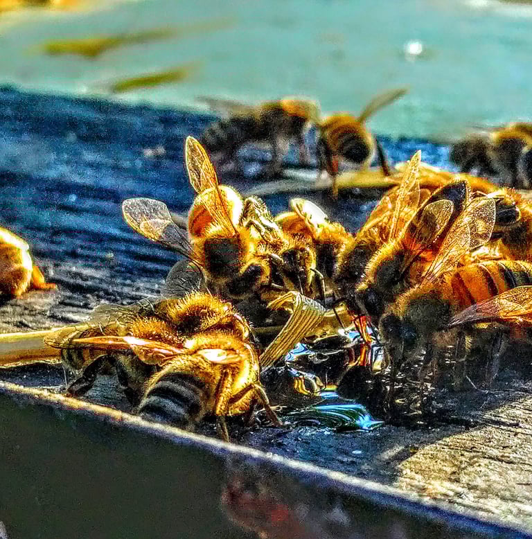 Honeybees eating honey