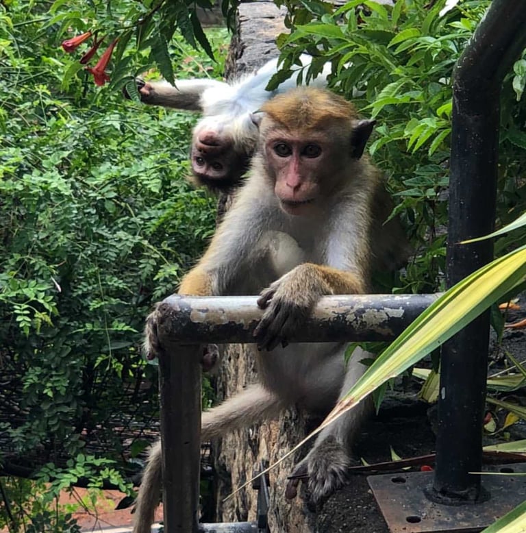 małpy siedzą na drzewie, Sri Lanka