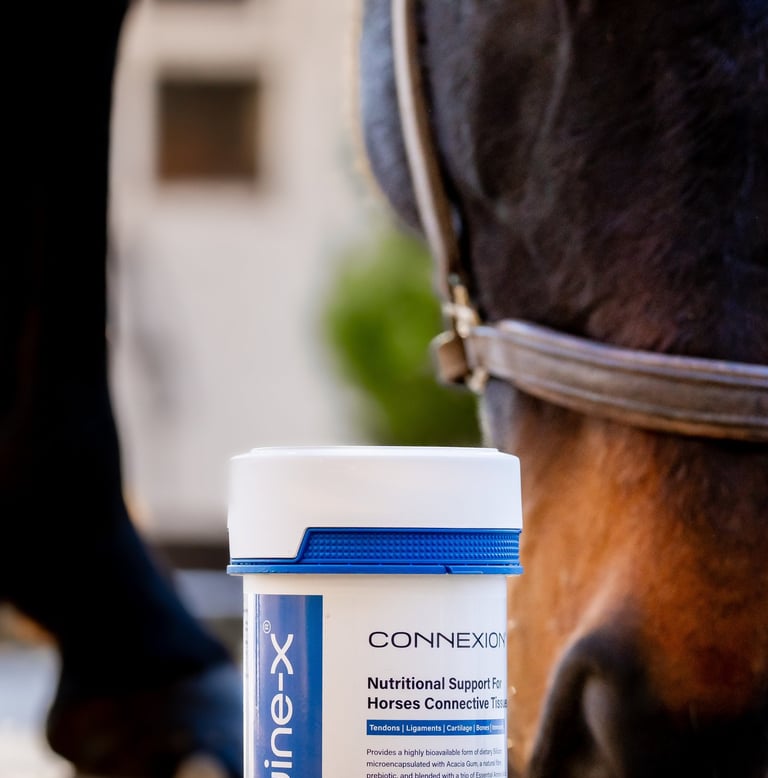 Equine tendon supplement for horses