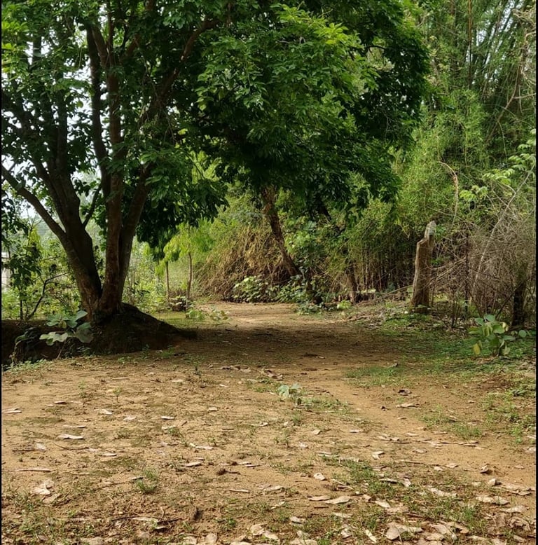 View of internal forest