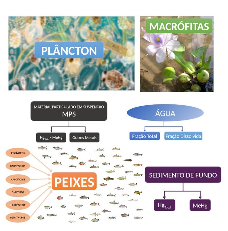 matrizes de estudo