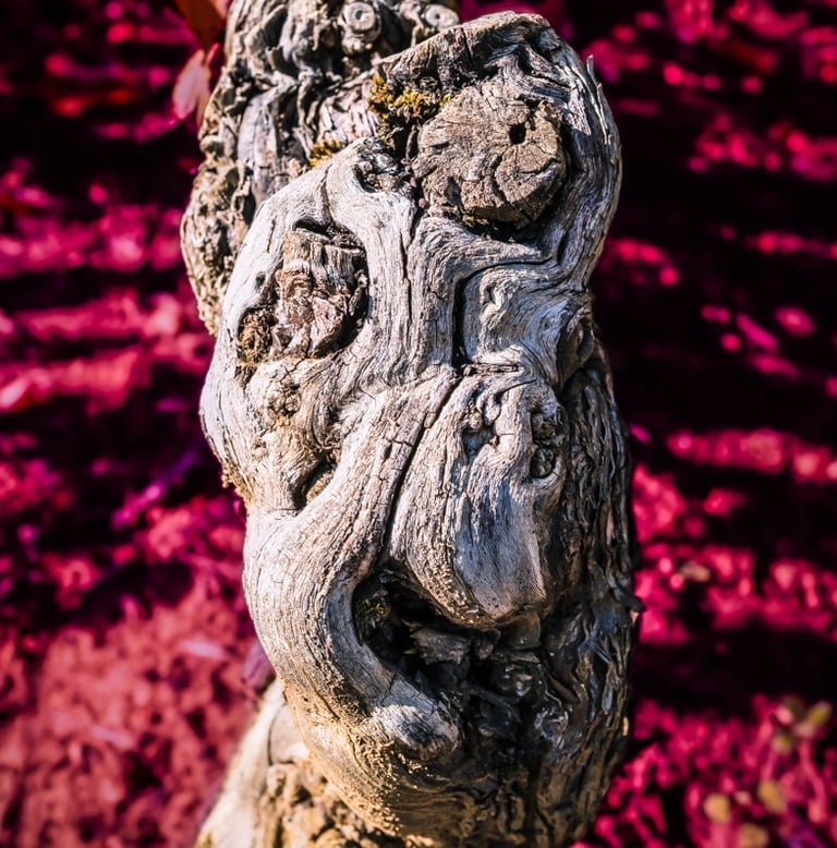 Cep de vigne évoquant un masque africain sur fond coloré, photo d'art