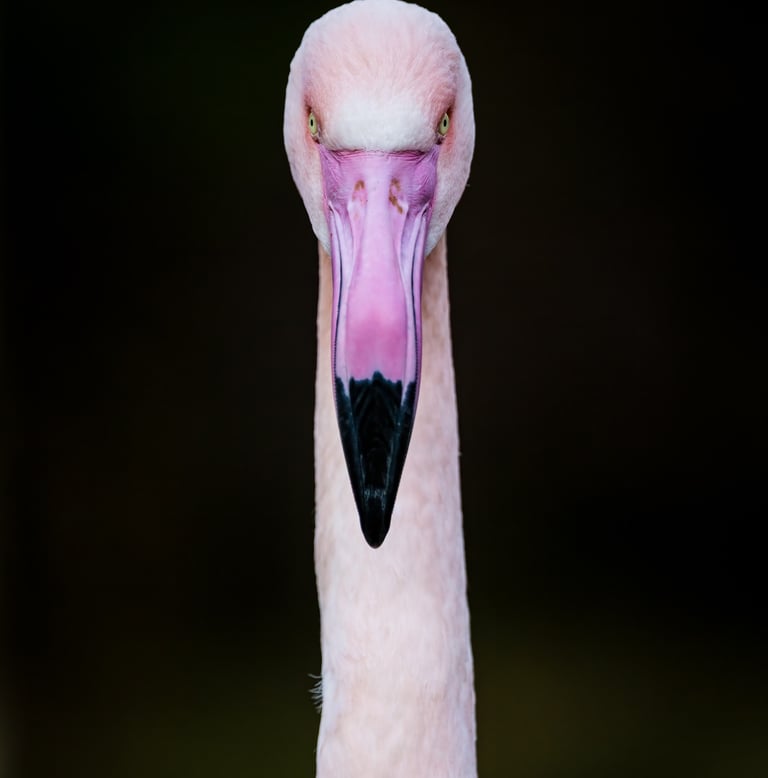Pink Flamingo