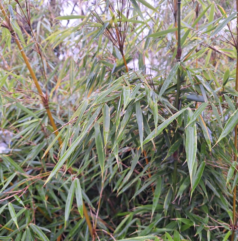 a Bamboo plant for sun with long green leaves