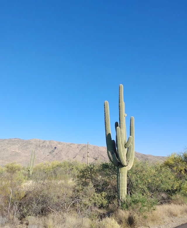 the masive Saguaro Cactus satanding alone in a desert