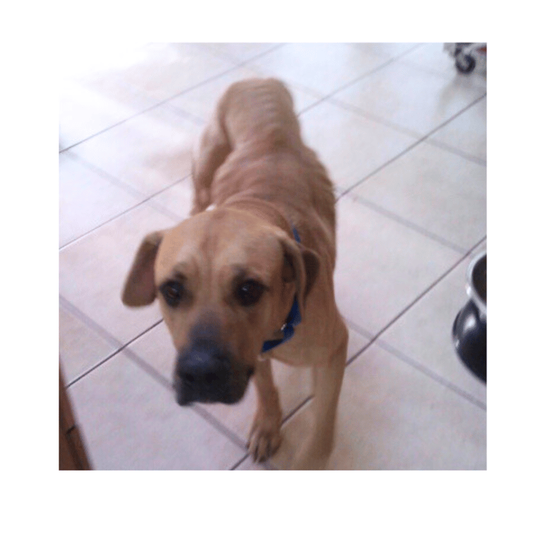 Balou fearful dog's first day in a foster home