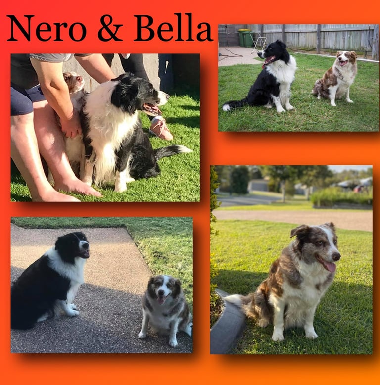 border collie puppies sunshine coast 