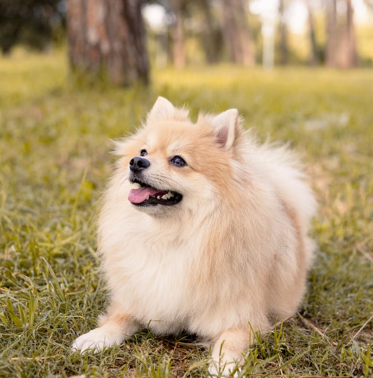 Sessió de fotos de mascotes a Girona amb un gos en un entorn natural exterior