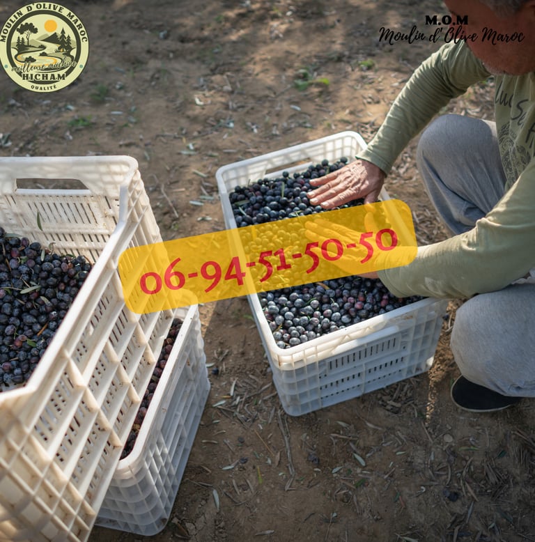 presse huile d'olive maroc
