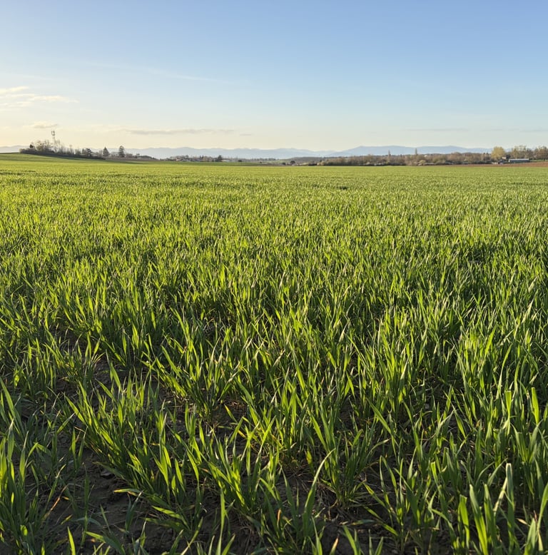 blé local et familiale 