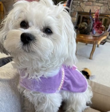 Princess Maltese Puppy with purple dress on.