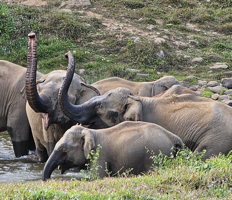 observez des élephants sauvages dans leur milieu naturel