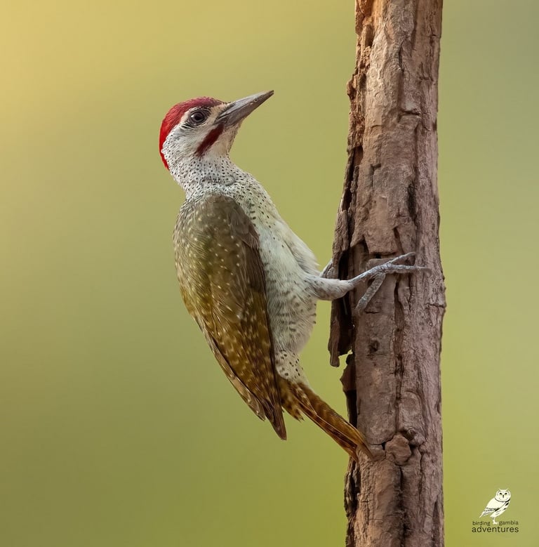 Woodpecker | Birding Adventures Gambia