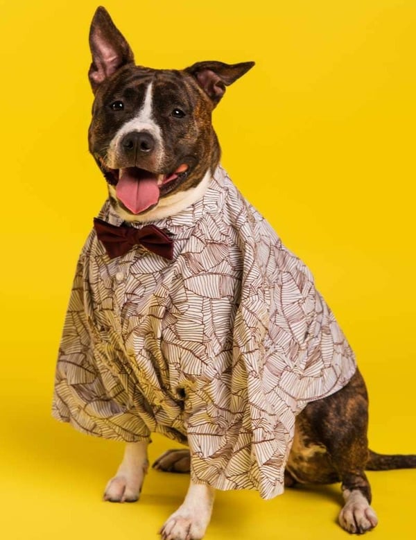Un perro pitbull atigrado con una camisa estampada y pajarita sobre un fondo amarillo.