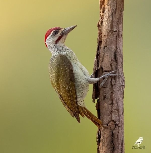 A Fine-spotted Woodpecker with a red crown perching on a textured tree trunk against a soft green background.