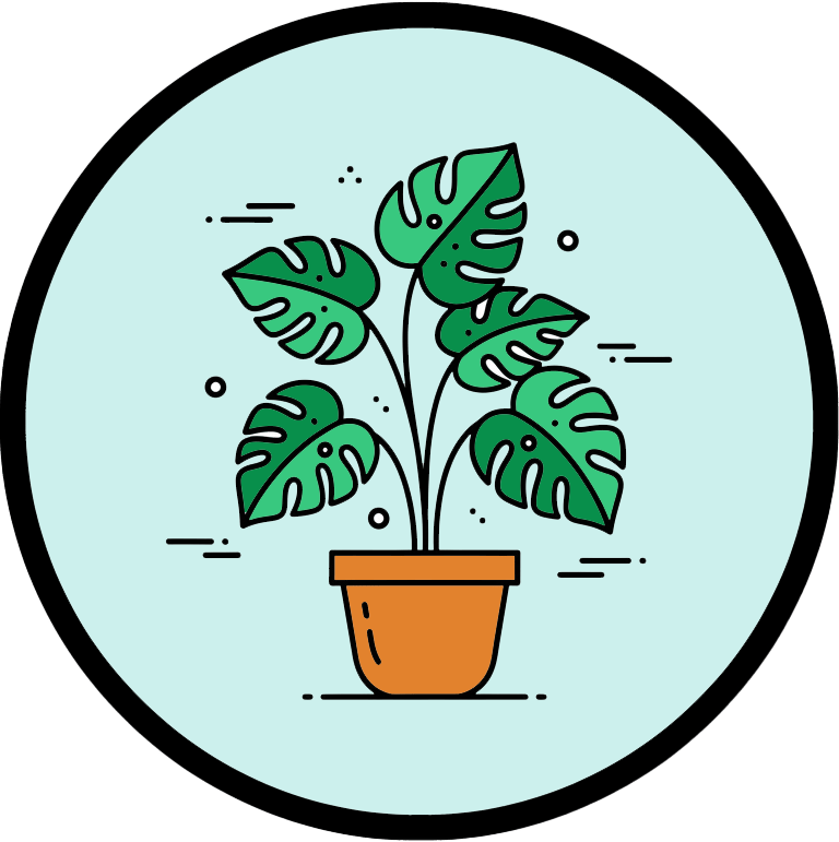 a monstera deliciosa in a vase