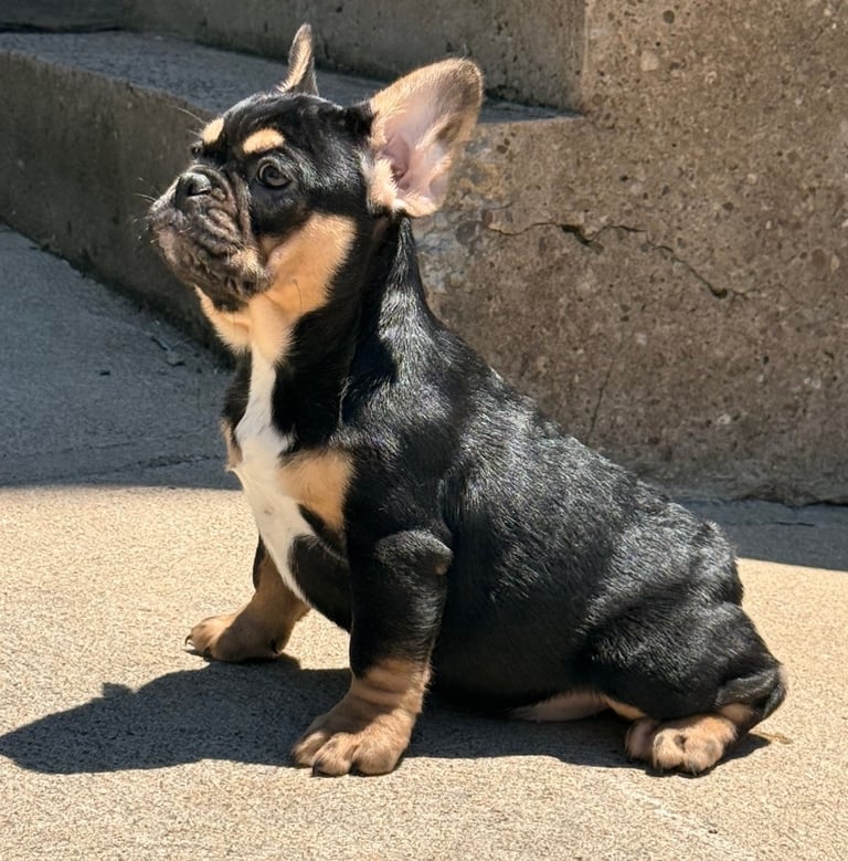 A black tri french female bulldog puppy