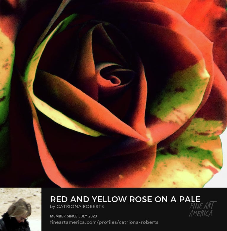 Digital image Yellow Rose on a Pale Abstract Background.