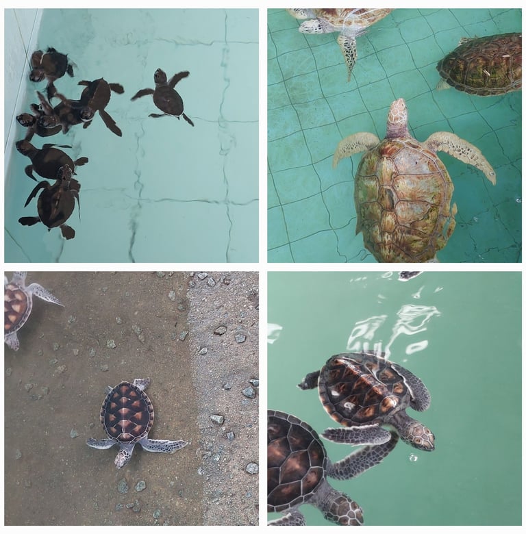 thailand khao lak turtle conservation centre turtles