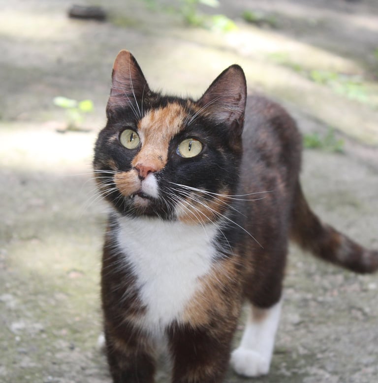 Cat at our temporary safe-house