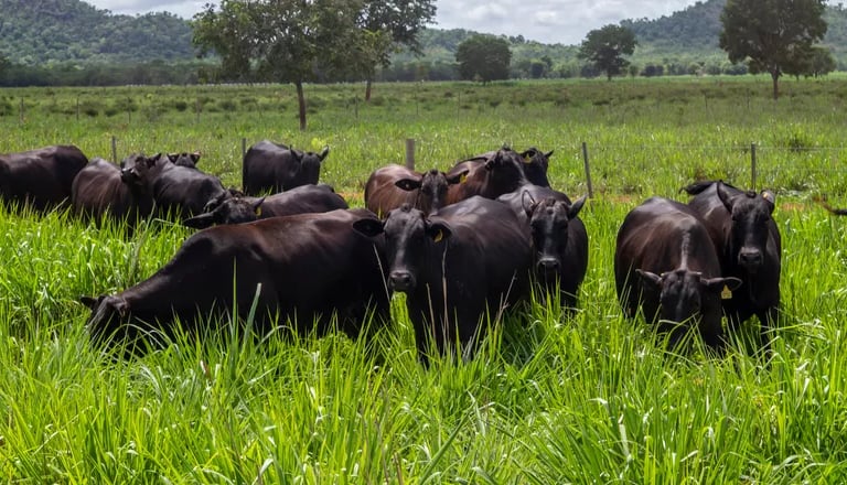 Bois alimentados a pasto
