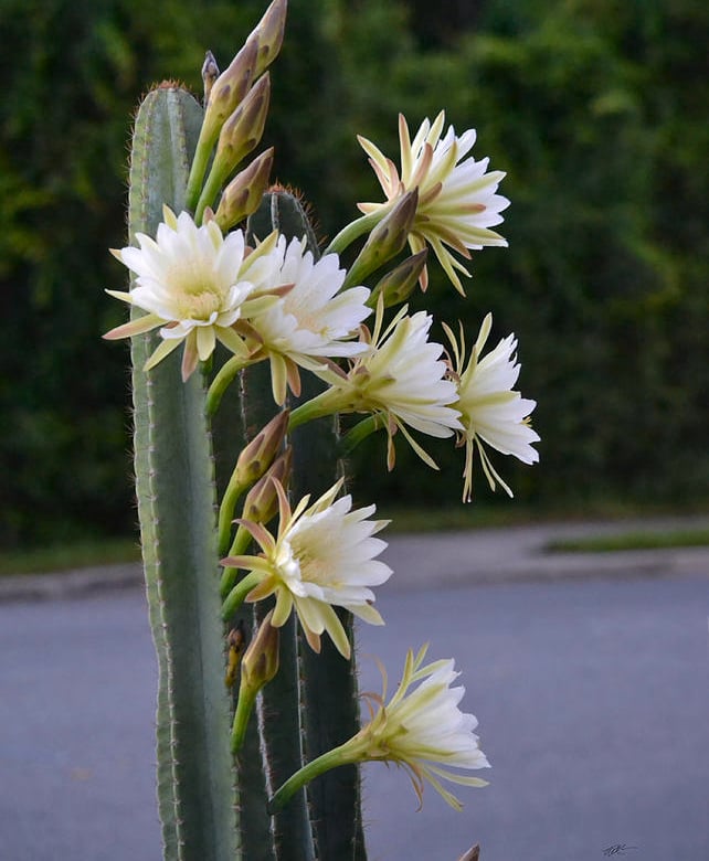 an American Queen of the Night plant in the evening