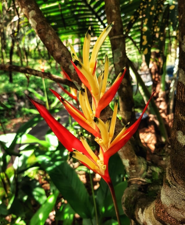 a red and yellow South American Heliconia plant in a rainforest
