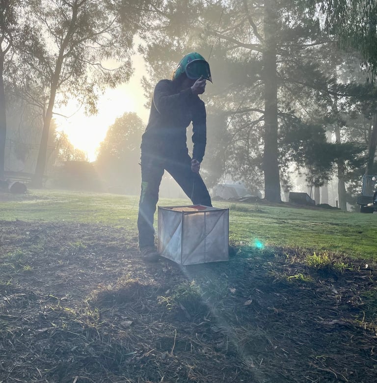 Arborist setting rope lines