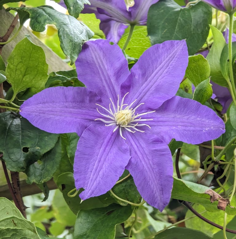Clématite violette