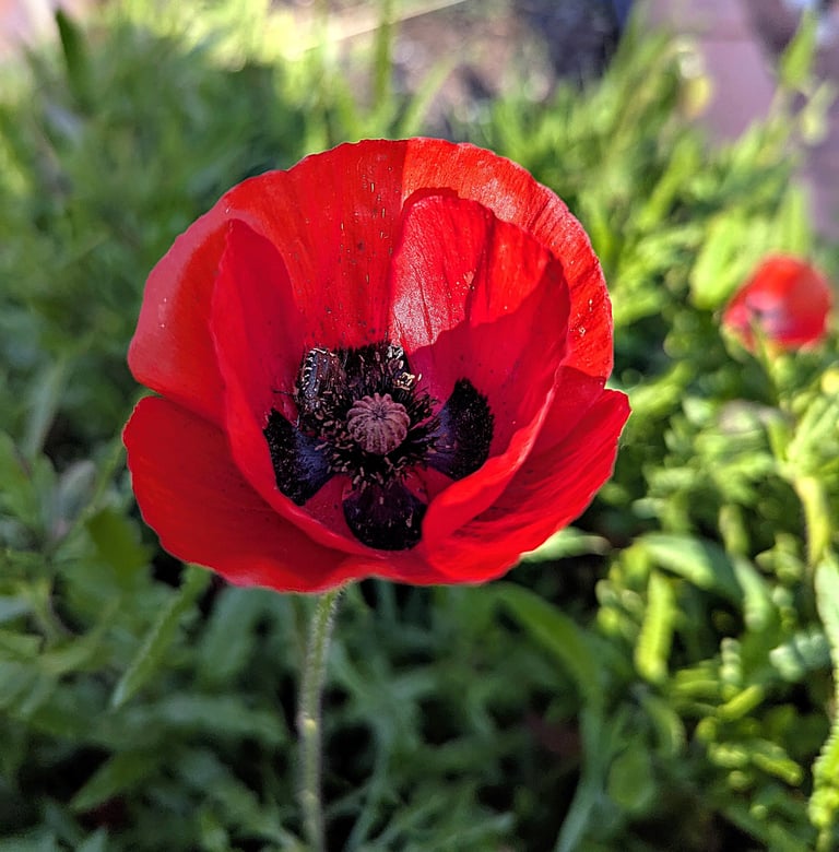 fleur de coquelicot - simple et magnifique !