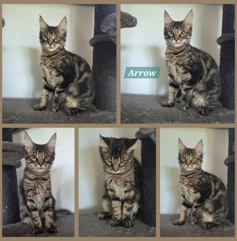 Chaton maine coon brown blotched tabby