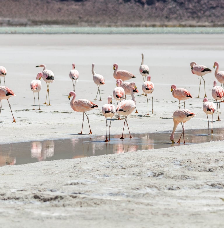 Salt Flat Uyuni Landscape & Nightscape Photography Tour 9D/8N